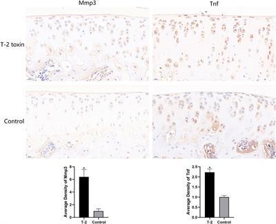 Inflammation-related pathways involved in damaged articular cartilage of rats exposed to T-2 toxin based on RNA-sequencing analysis